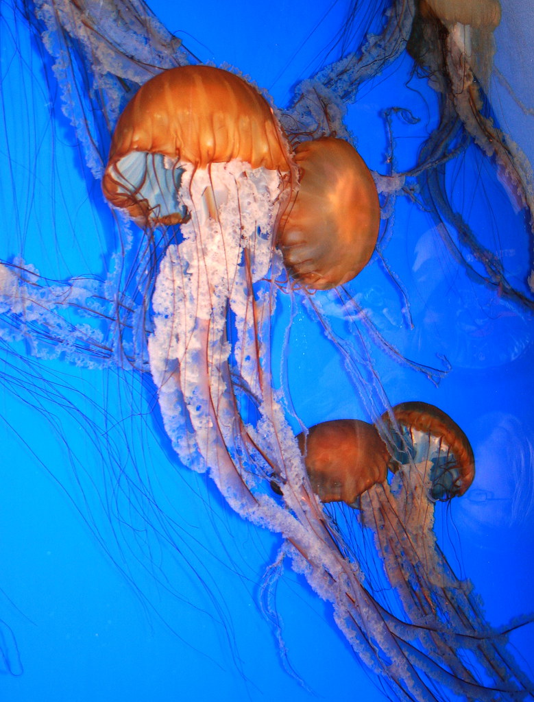 Medusa Jellyfish These medusa jellyfish were spotted at th… Flickr