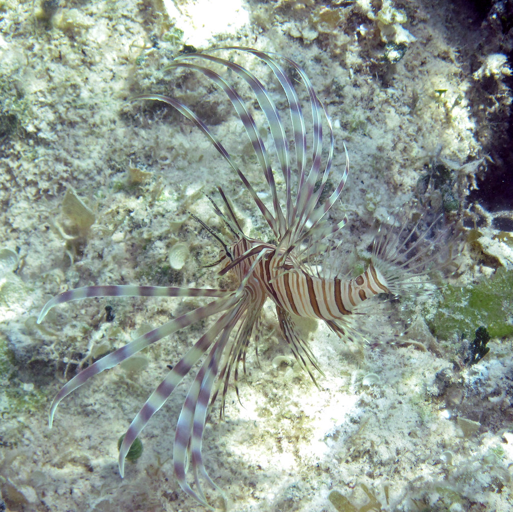 Pterois volitans (red lionfish) (San Salvador Island, Baha… Flickr