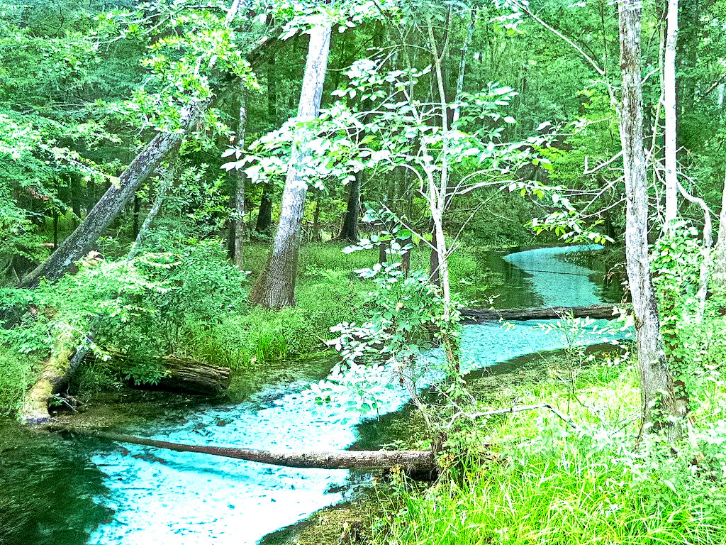 Blue Springs Gilchrist County High Springs, Fl Woman Flickr