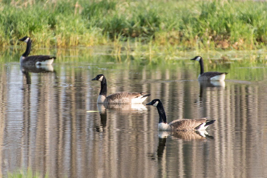 Geese The Hullett Provincial Wildlife Area Conrad Kuiper Flickr