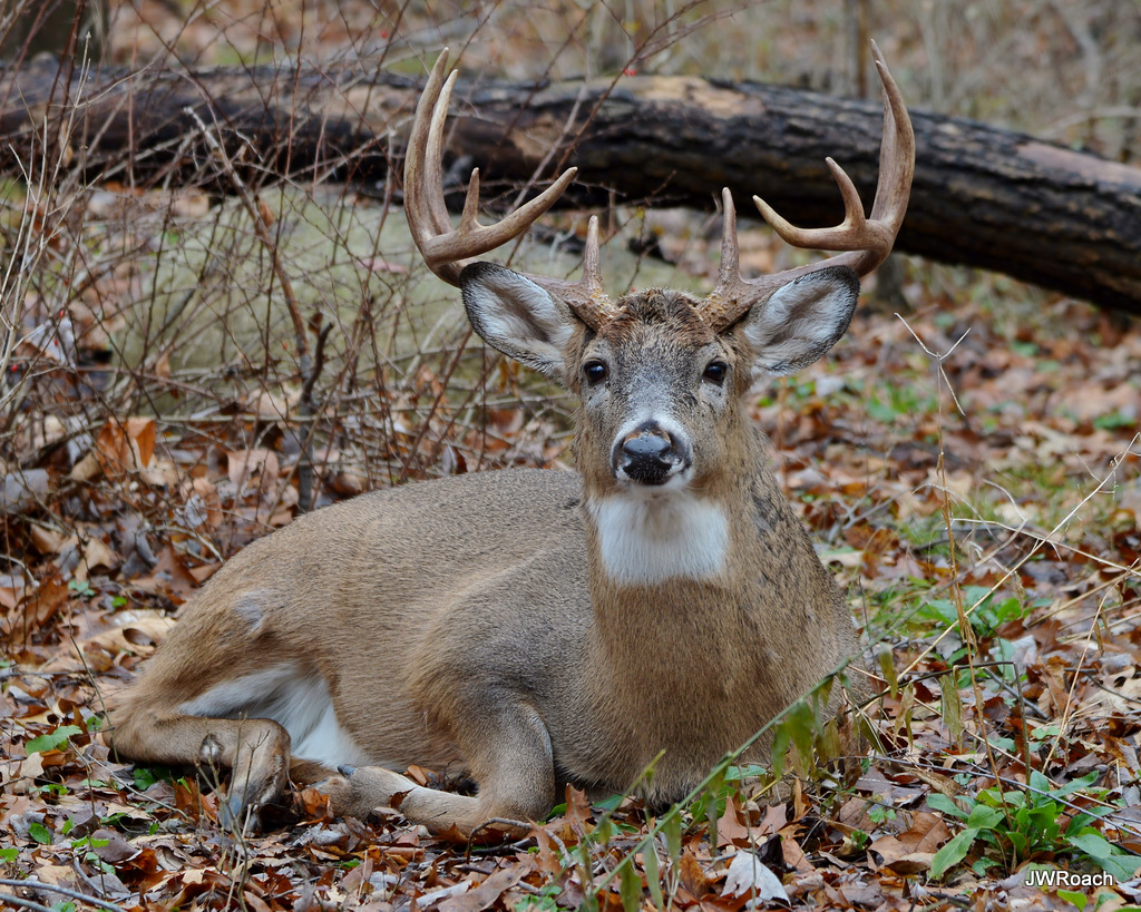 10 point Whitetail Deer What a beautiful buck! Flickr