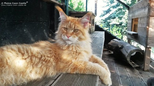 Foxy of Maine Coon Castle 1 Jahr alt Maine Coon Castle Flickr