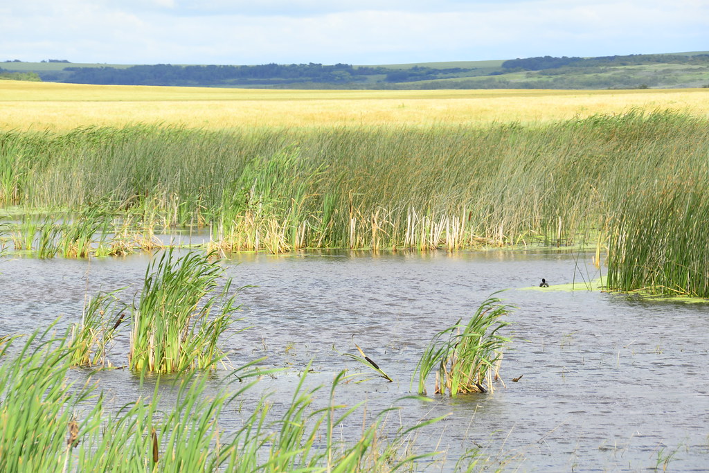 Prairie pond Ewas2 Flickr