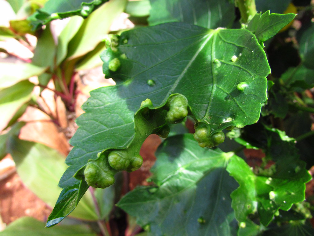 Hibiscus Galling due to erineum mites Photograph by Mokih… Flickr