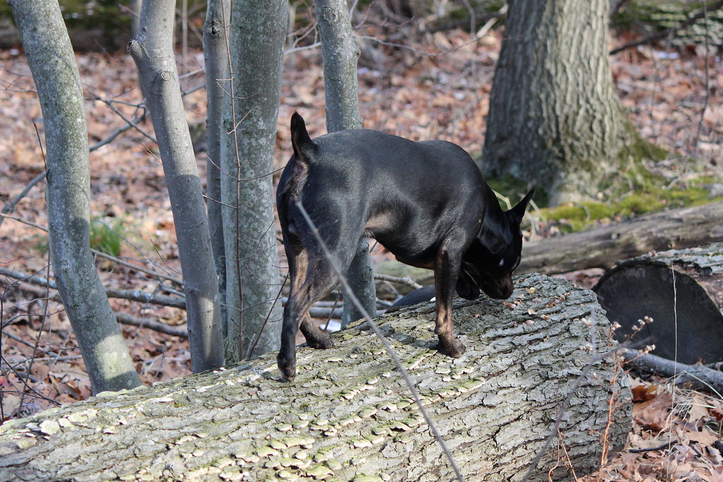 IMG_6393 First Dog Off the Porch Flickr