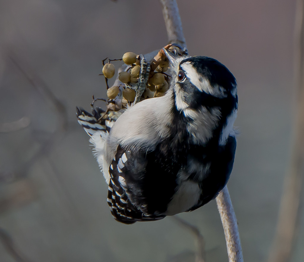 Pick Your Poison...Downy Woodpecker (female) Downy Woodpec… Flickr