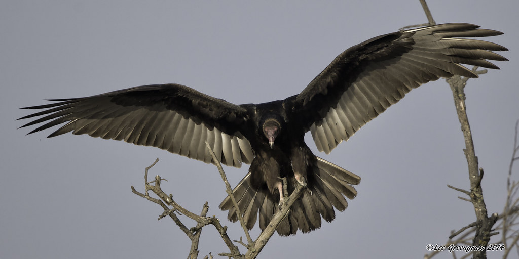 Turkey Vulture Landing Alameda Creek Regional Trail, Fremo… Flickr