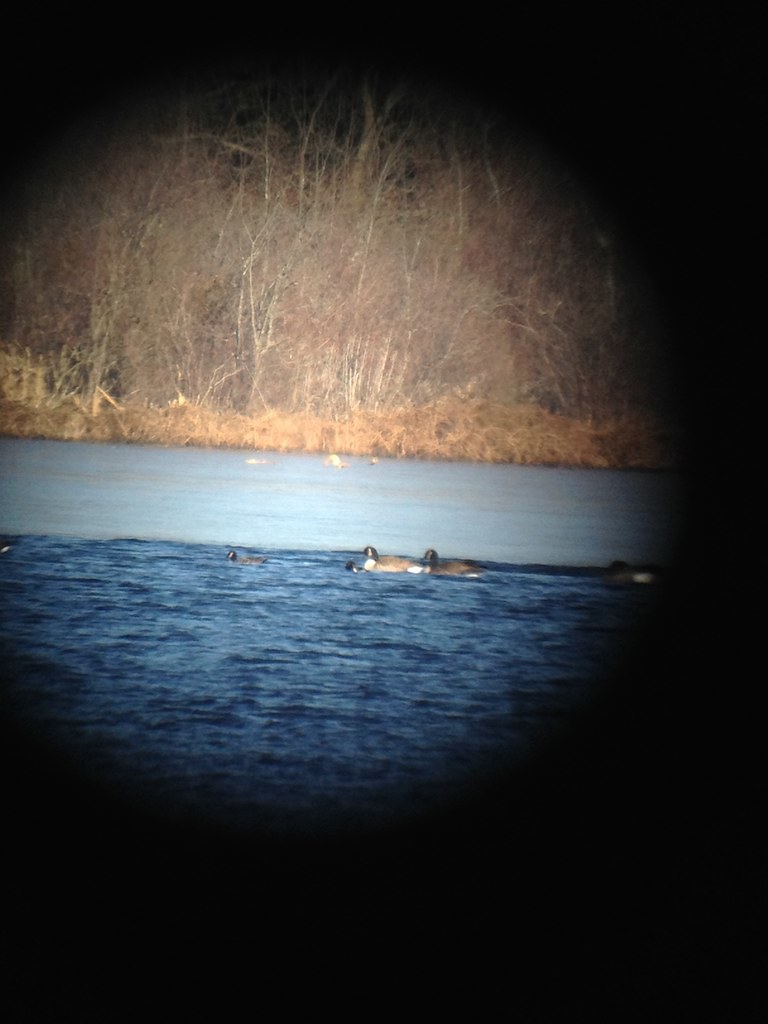 Cackling Goose very small Palatine Lake, Salem Co. NJ Flickr