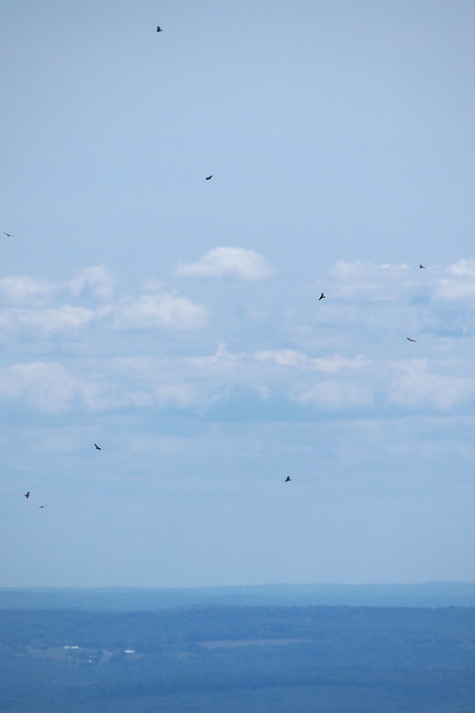 broadwinged hawk kettle Mt. Watatic Ashburnham, MA Ea… Flickr