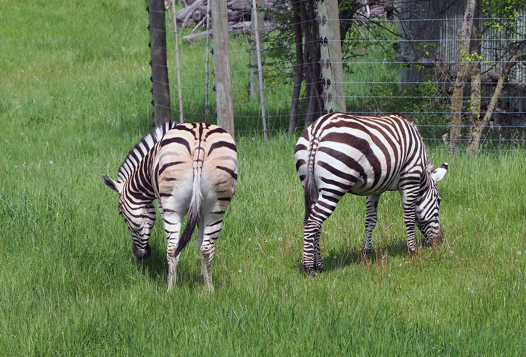 Binder Park Zoo 05202015 Damara and Grants Zebra 1 Flickr
