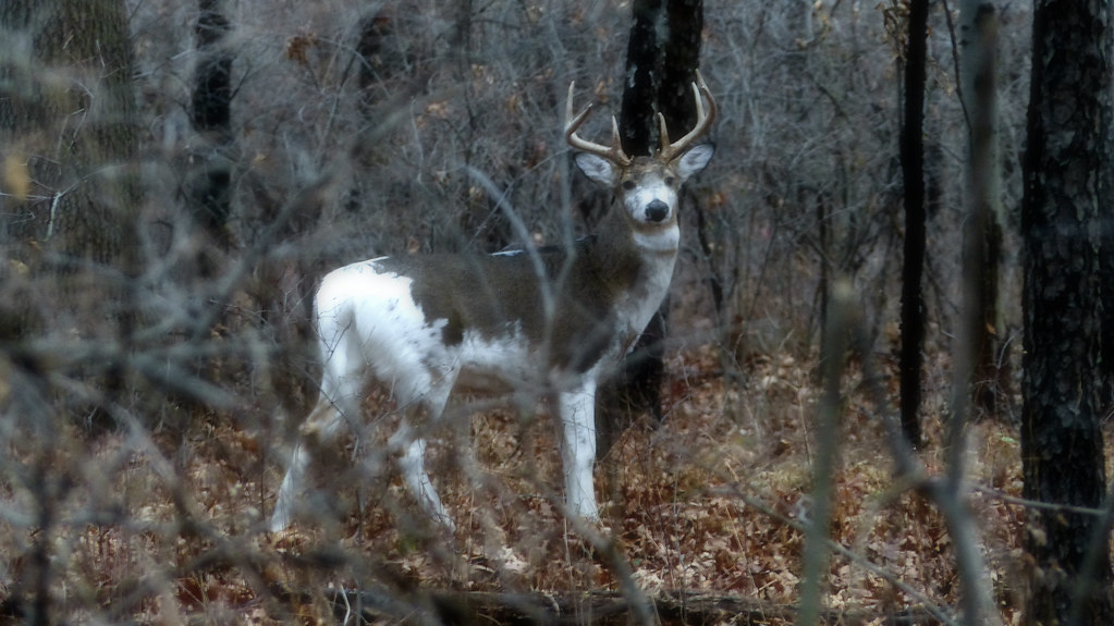 A piebald whitetail buck. Dan A. Cetinic Flickr