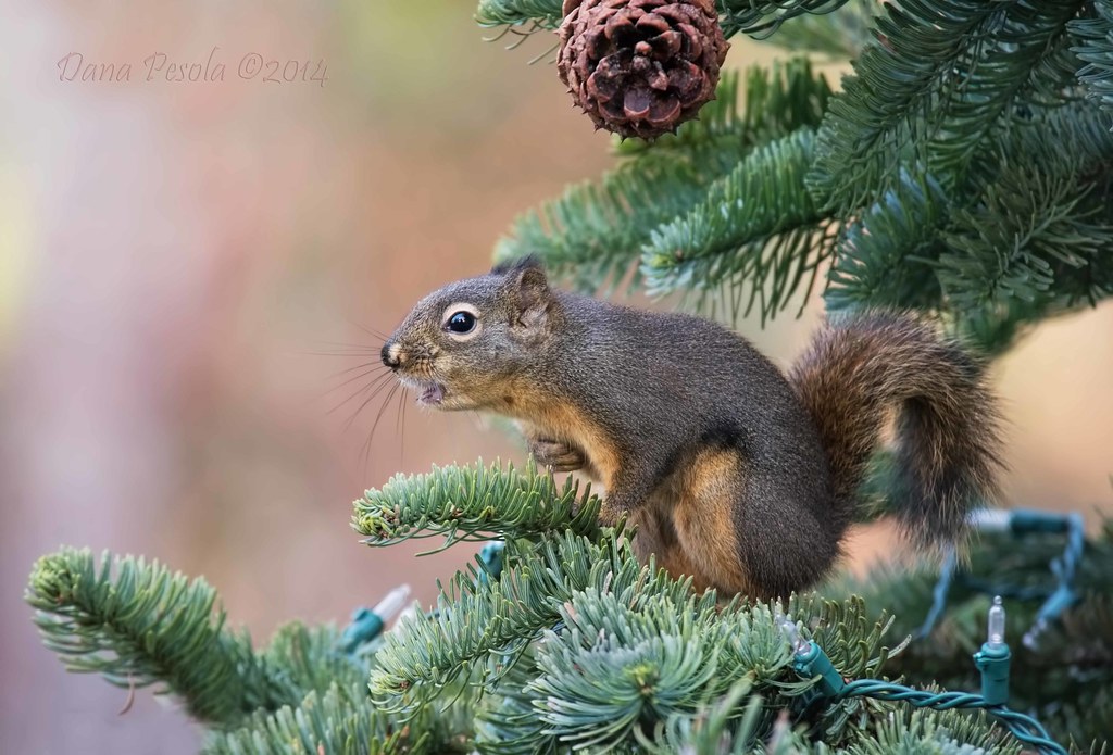 Squirrely Christmas Tree Decoration Dana_55 Flickr