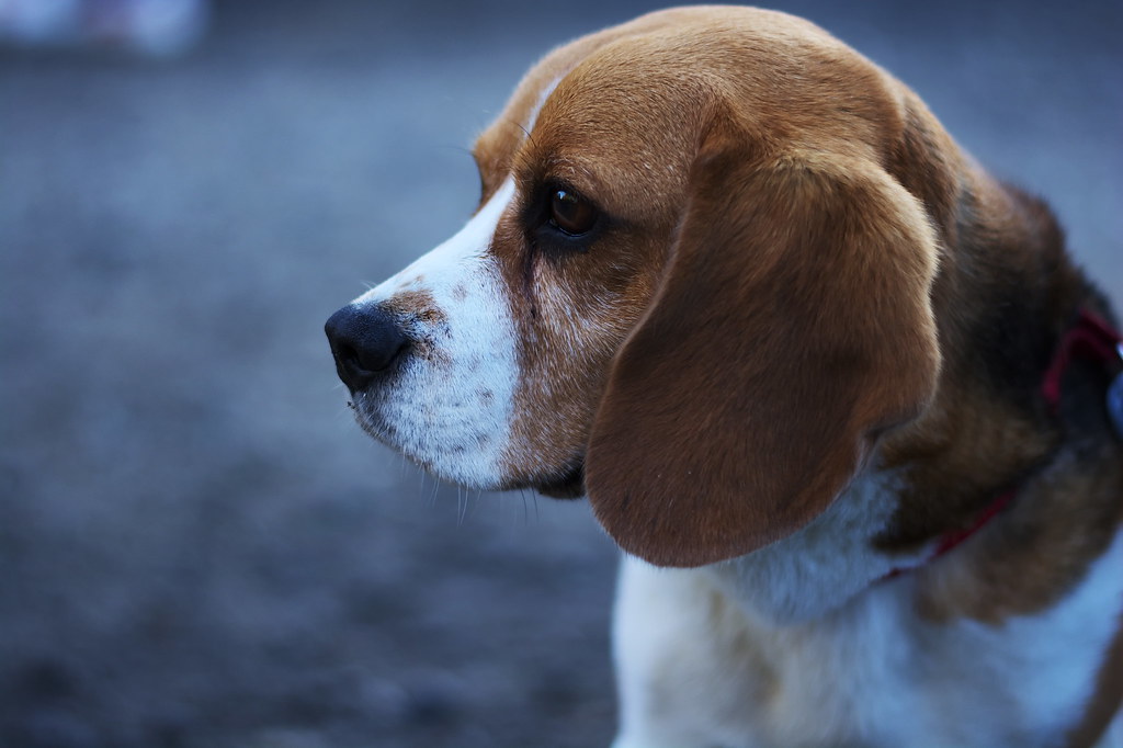 Beagle Portrait Maëlick Flickr