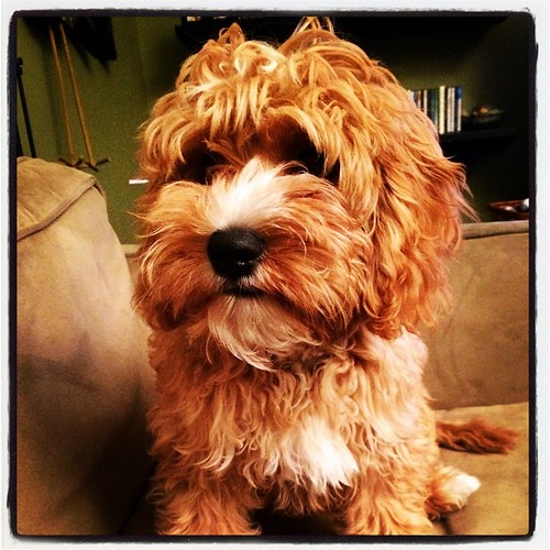 Louis. Puppy energy galore! dogs mokindo Flickr