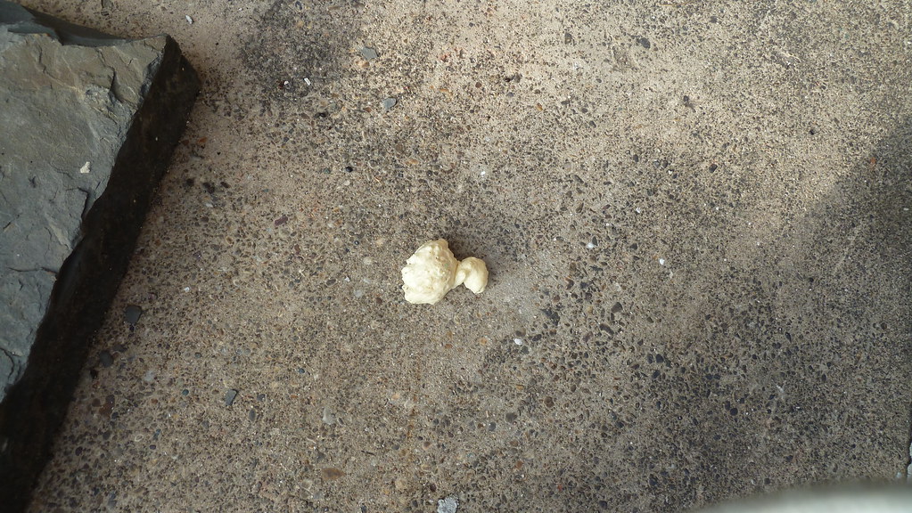 Rats Chew Foam A.Currell Flickr