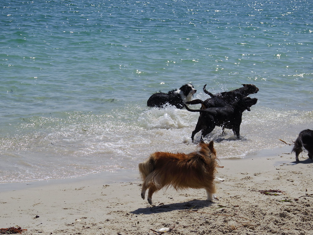 IMGP0254 Kurnell off leash dog beach inail1972 Flickr