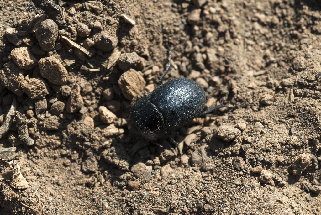 Darkling Beetle Coniontis sp.? S_Crews Flickr