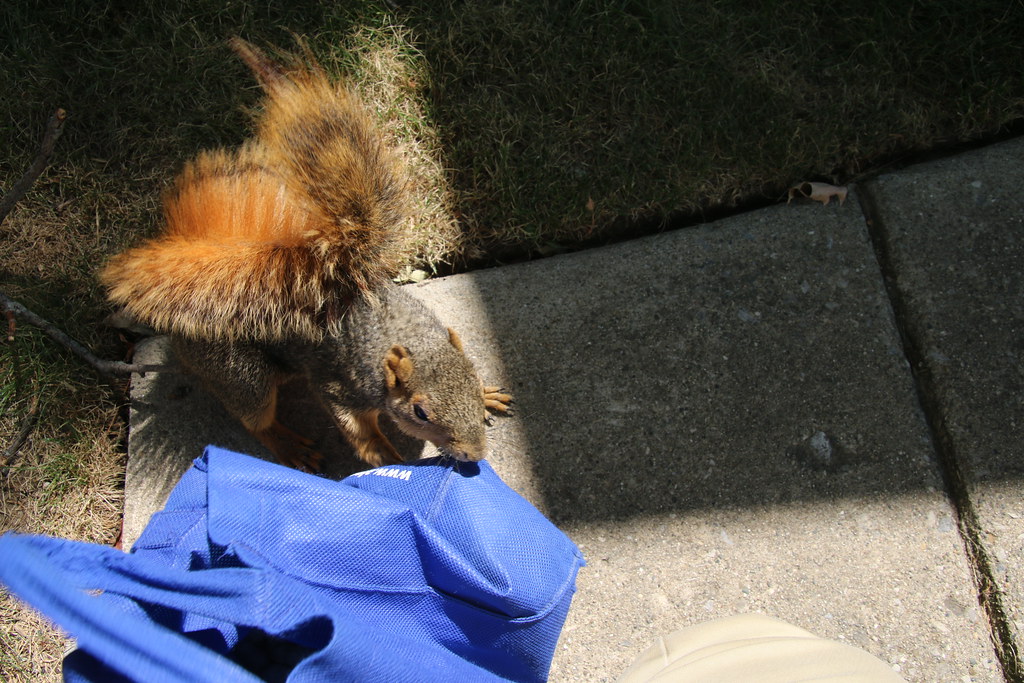 Squirrels on Summer Days in Ann Arbor at the University of… Flickr
