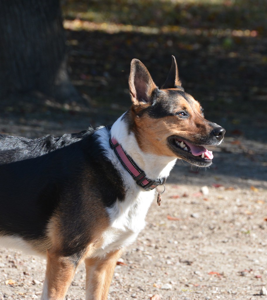 10_Bellaire _Dog_Park_Thanksging_2014 by Ron Ron Kikuchi Flickr