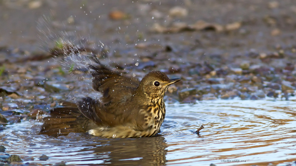 splish splash i was having a bath a thrush having a lot of… Flickr