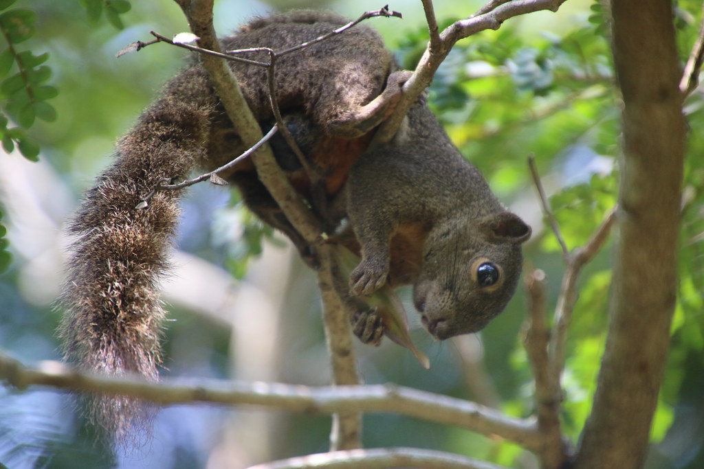 Plantain Squirrels at Singapore Botanic Gardens in Singapo… Flickr
