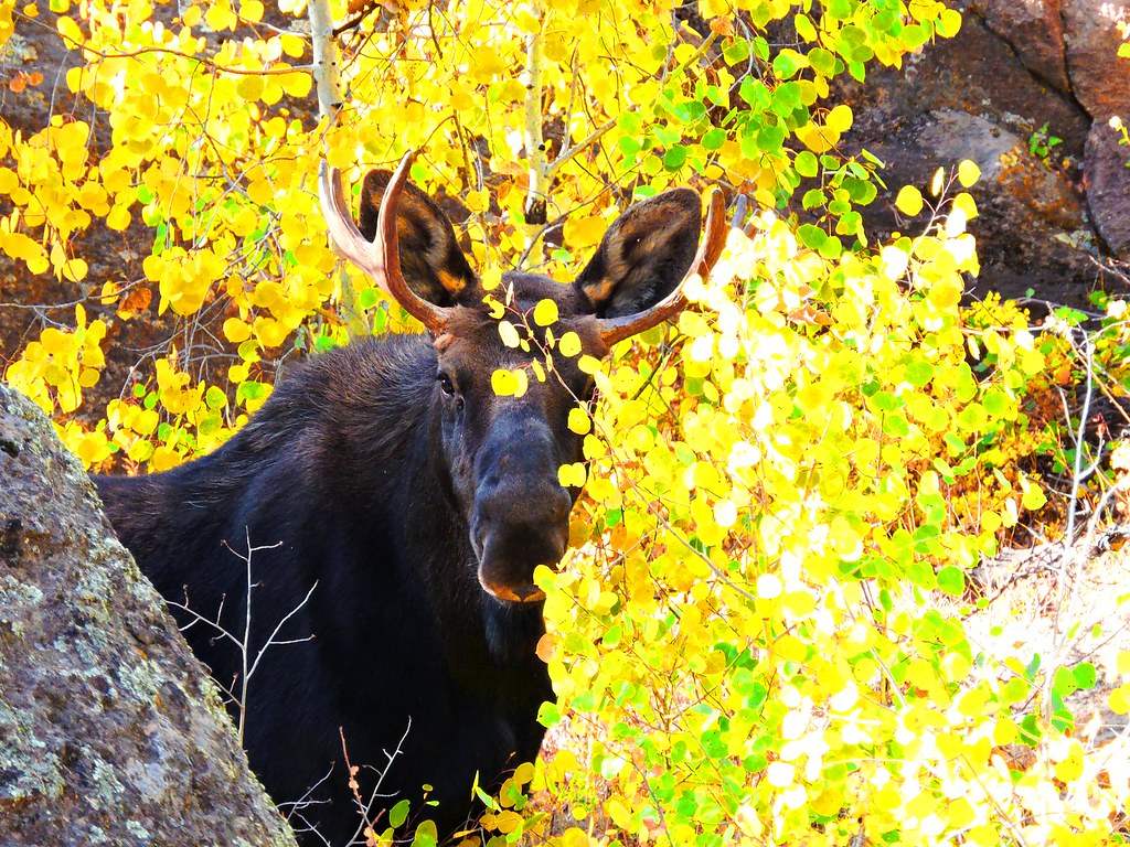 Young Moose in Aspens NPS/Patrick Myers Moose at Great San… Flickr