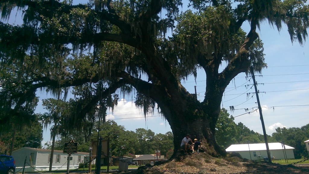 The Back Brusly Oak Rebekah Danielle Flickr