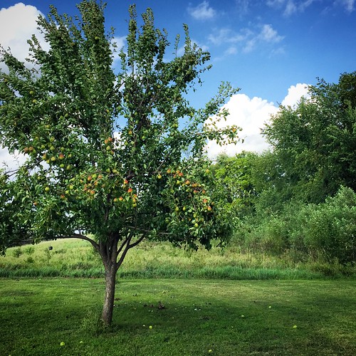 Pears. A surfeit of pears. Kansas City, Missouri (August 2… Flickr