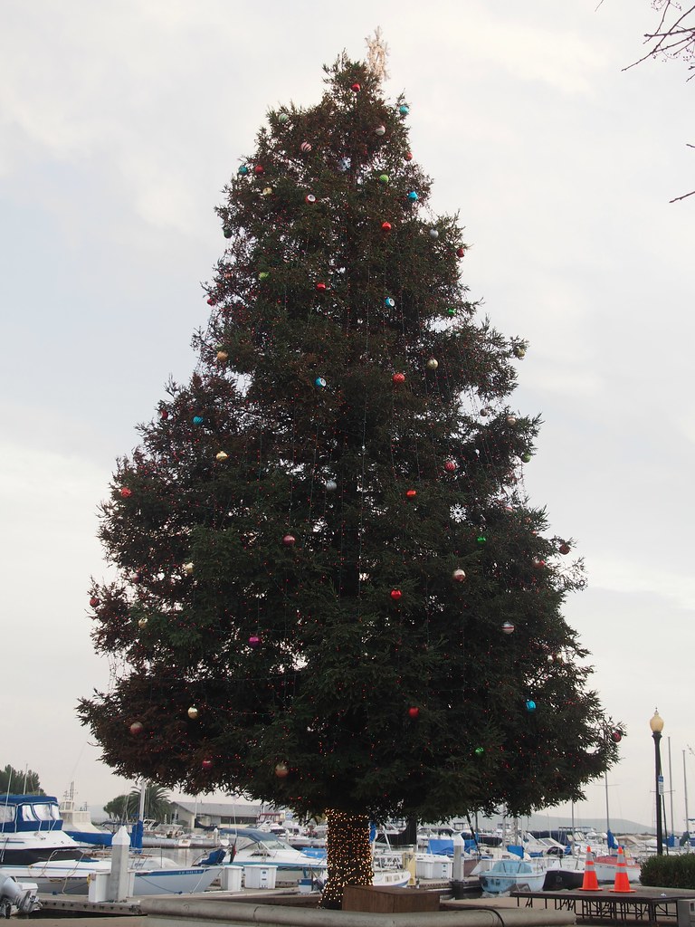 Christmas Tree 2 Photographed at the Suisun City Marina Jack Snell