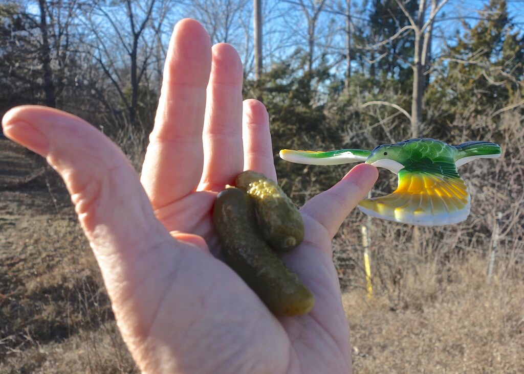 The Art of Using Pickles to Attract Birds to Your Hand Flickr