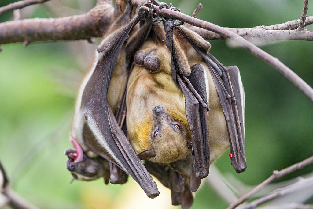 Hanging African fruit bat a photo on Flickriver