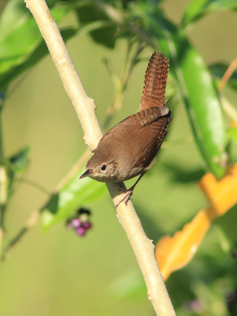 House Wren 20141107 Out before sunrise for a pleasant walk… Flickr
