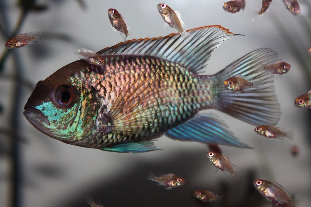 Electric Blue Acara with Eggs Laid 7/27/15 Hatched 7/29/15… Flickr
