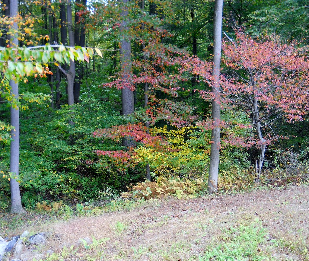 Milltown Village Walking Path Milltown Village Walking Pat… Flickr