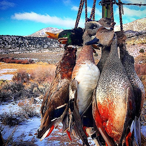 HALO WATERFOWL HaloWaterfowl duckhunting deltawaterfowl… Flickr
