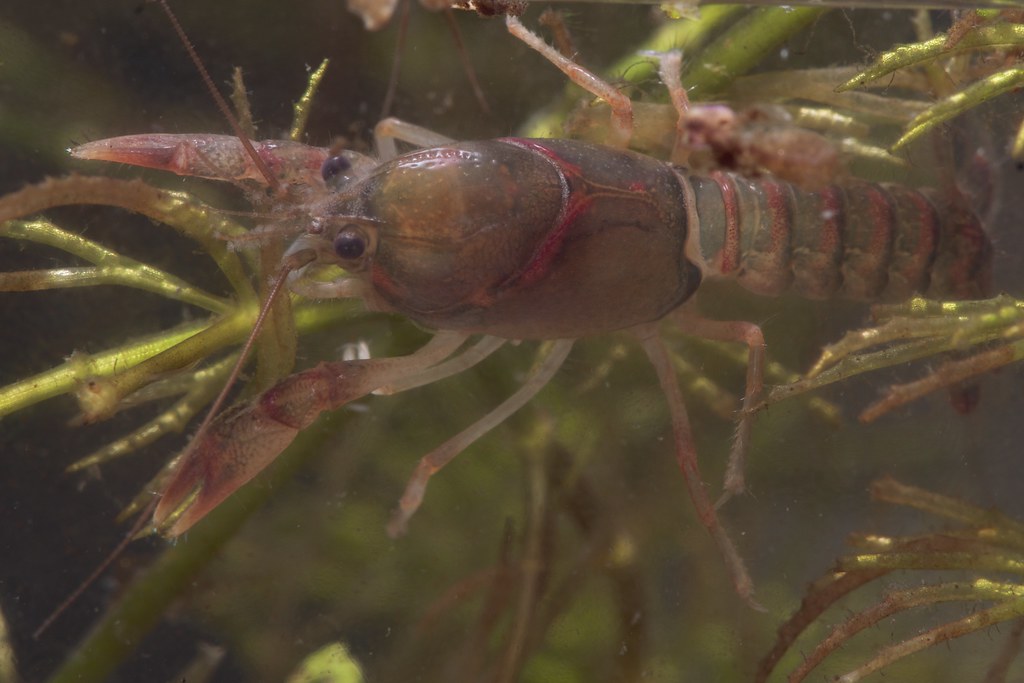 Procambarus (Hagenides) pygmaeus Christmas Tree Crayfish… Flickr