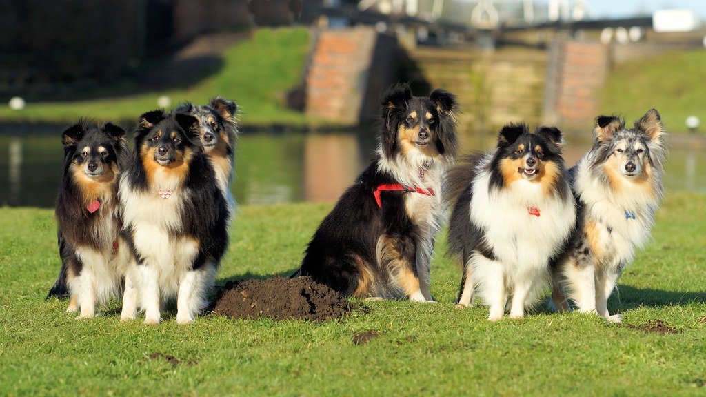 The Shelties trap….. Right my brave Shelties……For a long……… Flickr
