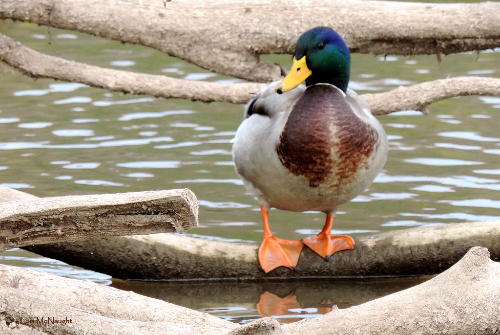 Mallard Duck Male My, what big orange feet you have, Mr. D… Flickr
