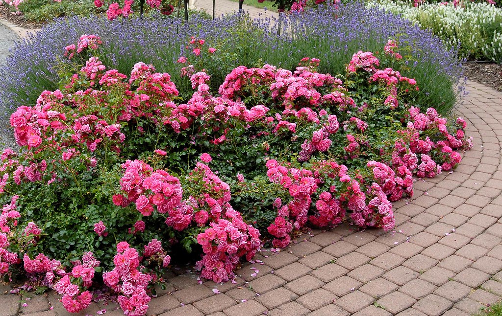 Flower Carpet Rose Pink and lavender along walkway Flickr