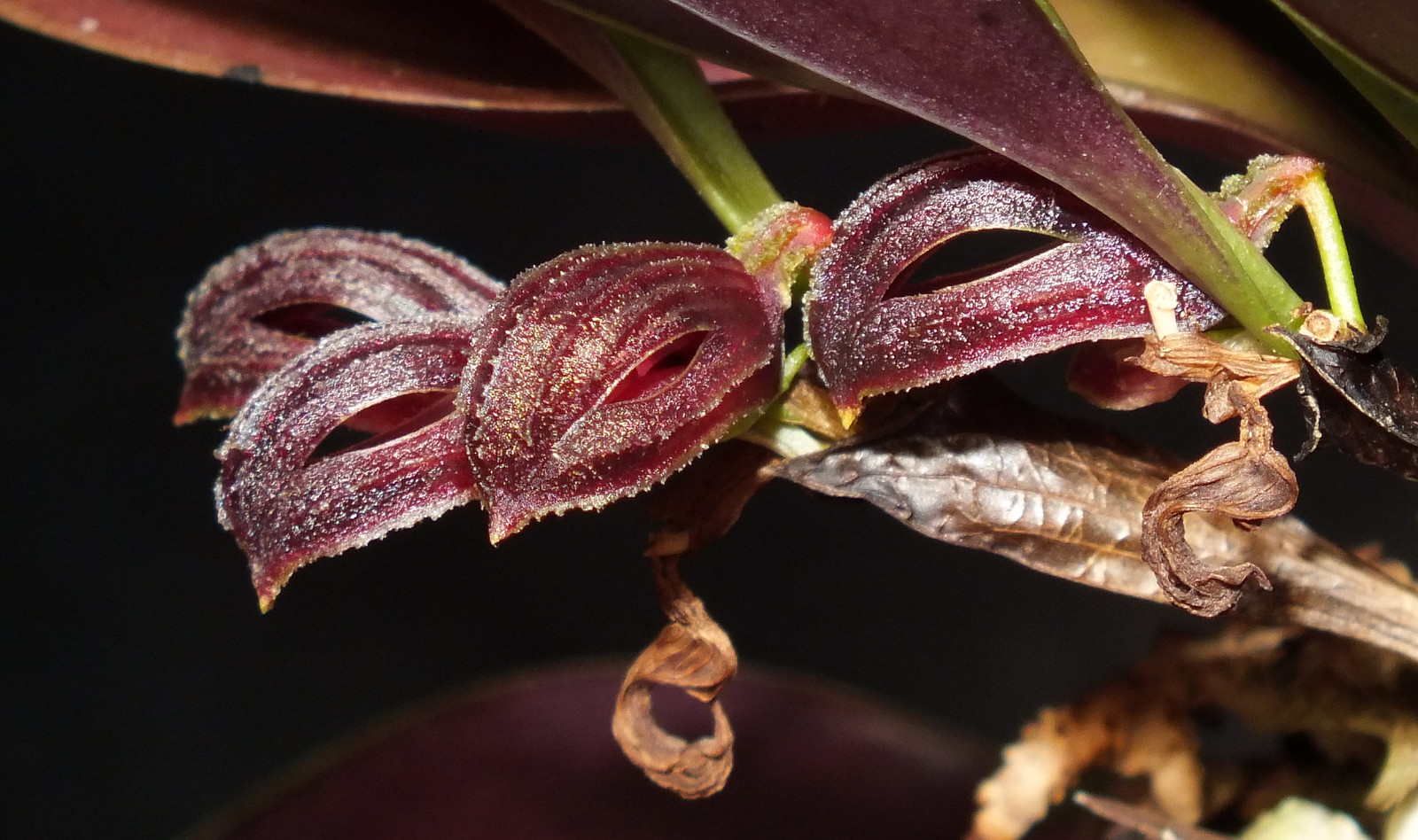 Genus Zootrophion Flickr