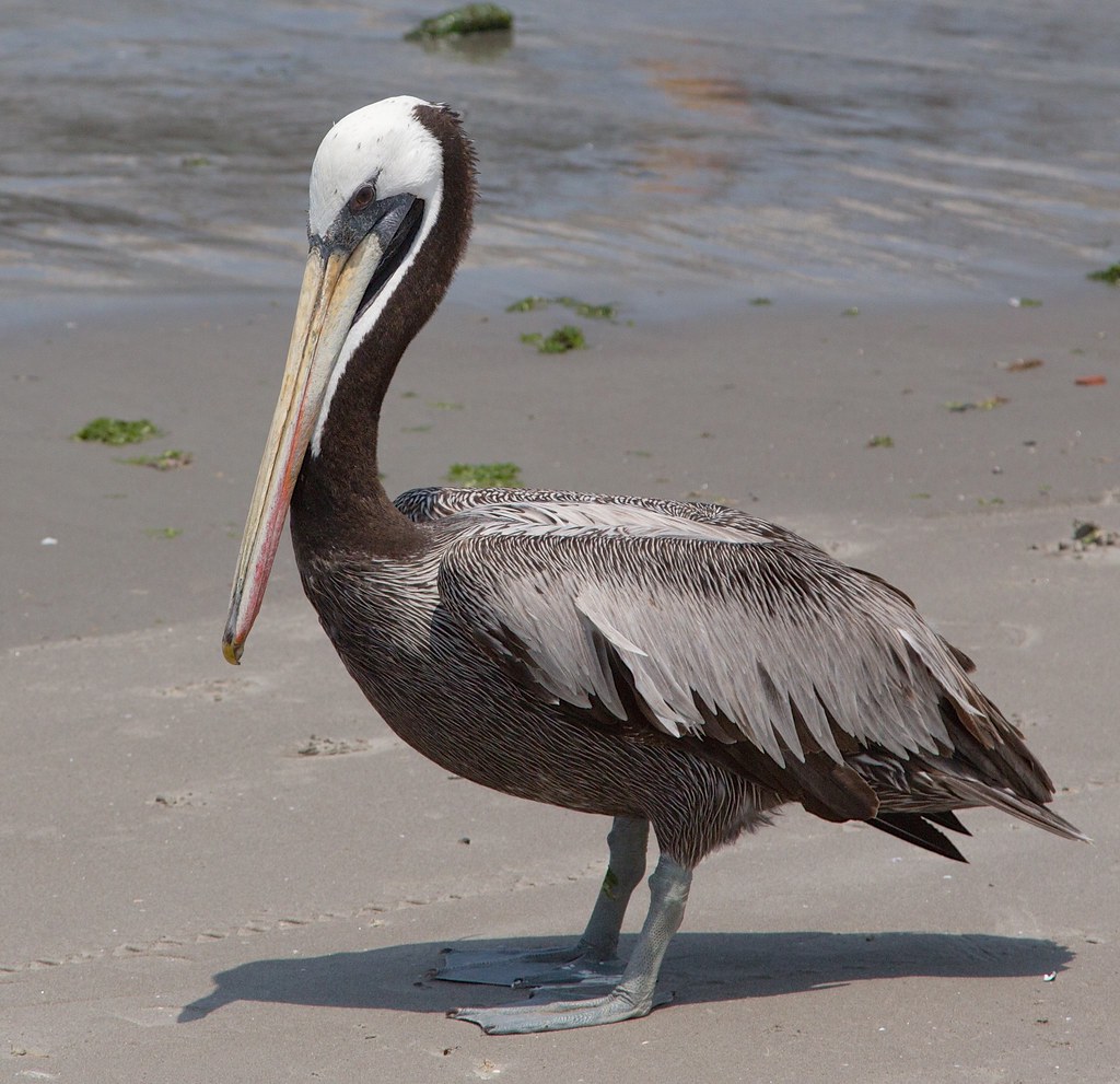 Peruvian Pelican (Pelecanus thagus) The Peruvian pelican (… Flickr