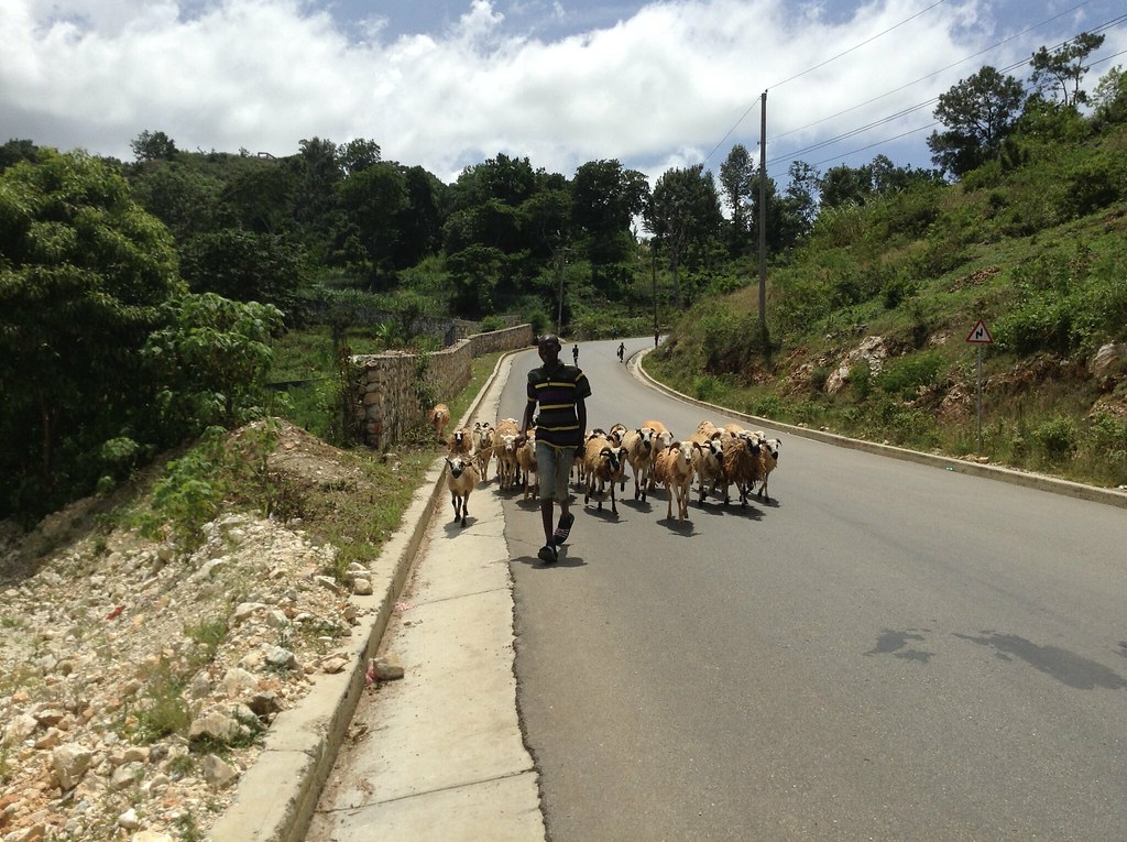 HaïtiTroupeau de moutons sur la route de Montagne Noire d… Flickr