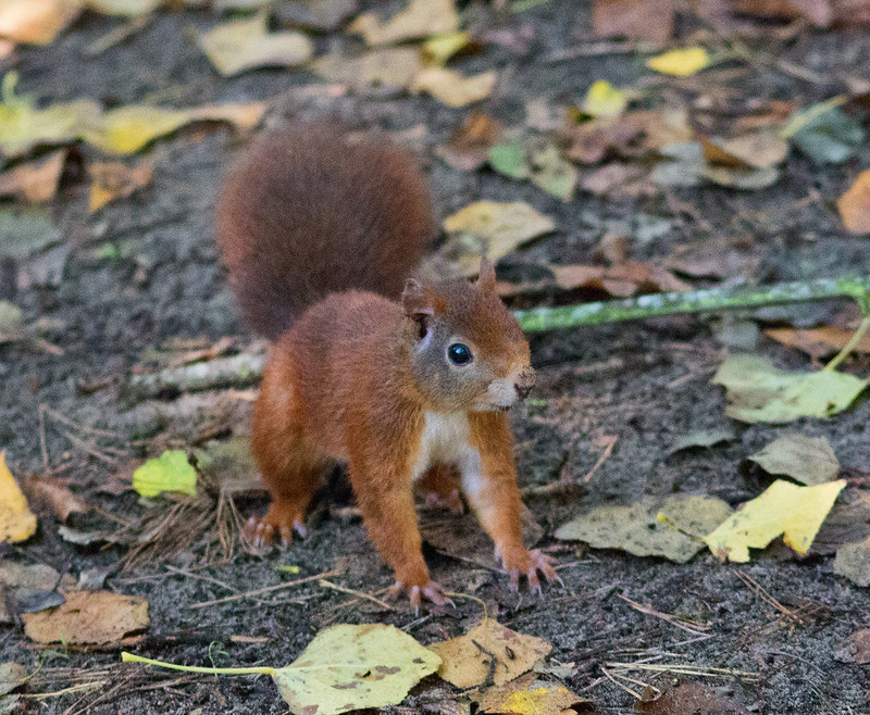 2016 Formby Squirrels Flickr