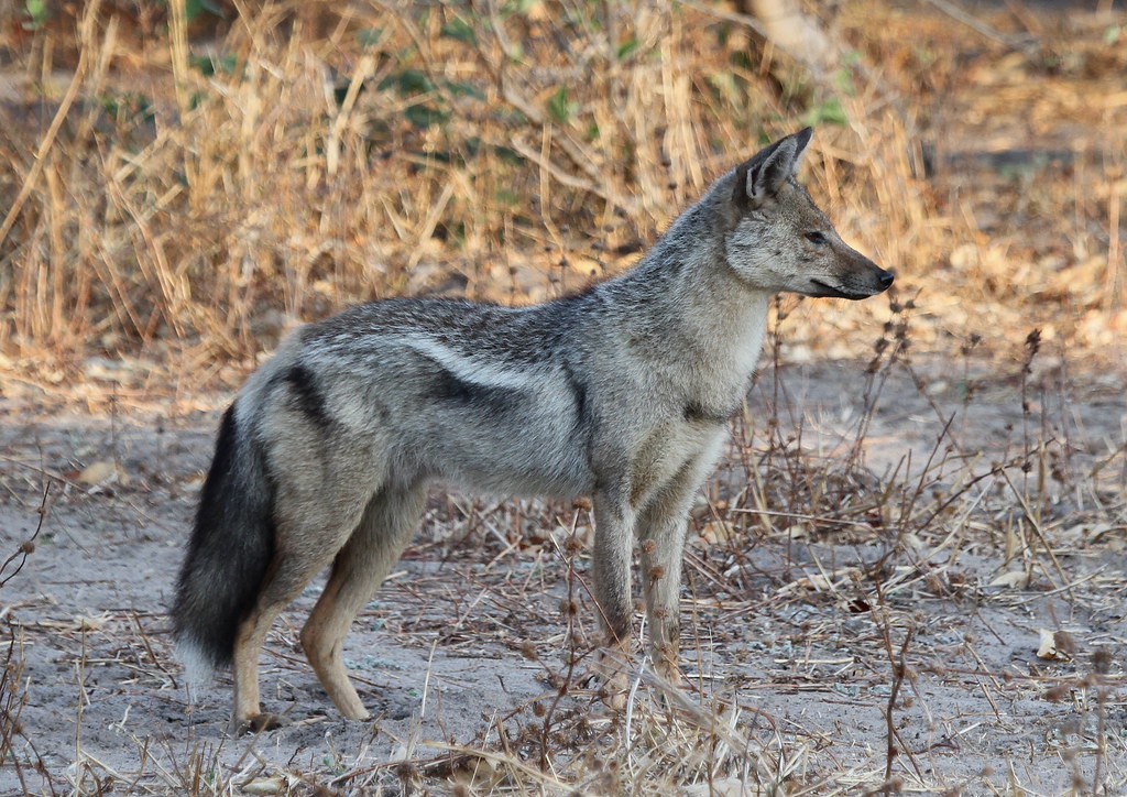 Canis adustusSidestriped Jackal Next morning, bright and… Flickr
