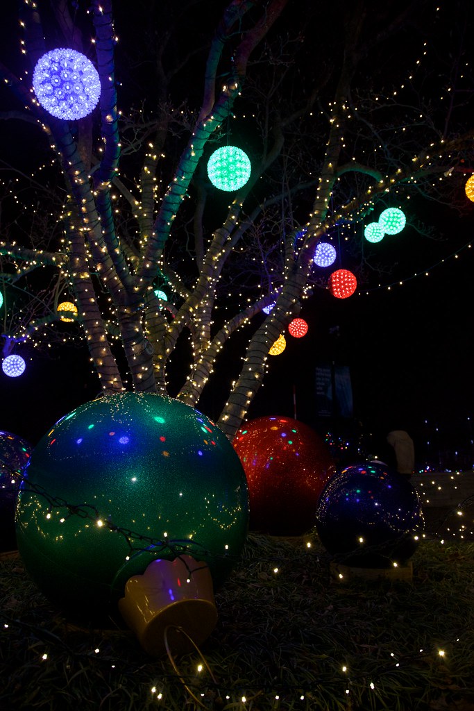 Wild Lights St Louis Zoo Coupons Literacy Basics