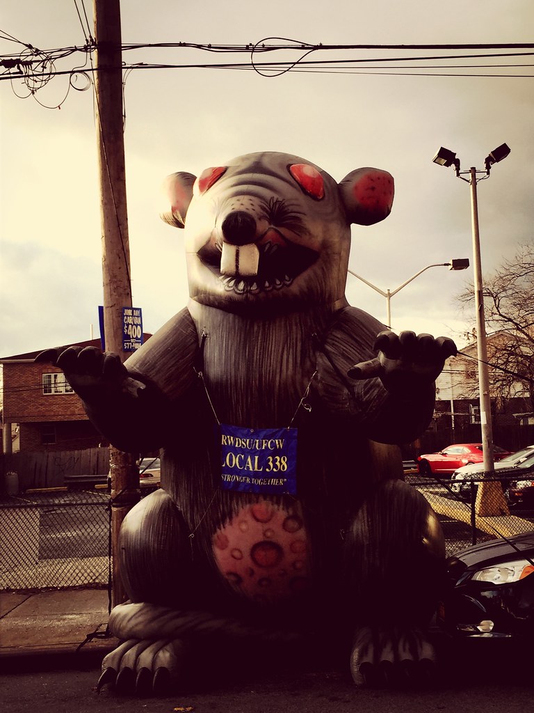 Queens is known for its giant rats. New York Rats Streetph… Flickr