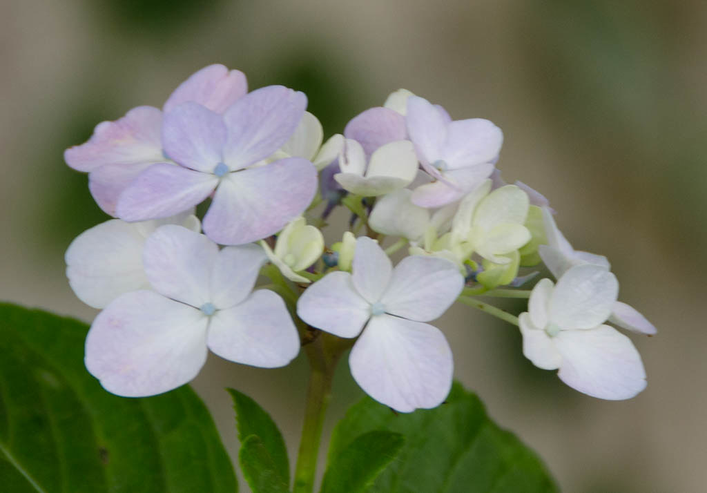 Hydrangea Set 2 Photographed on 18/12/2014 in Cape Town Tony Carr