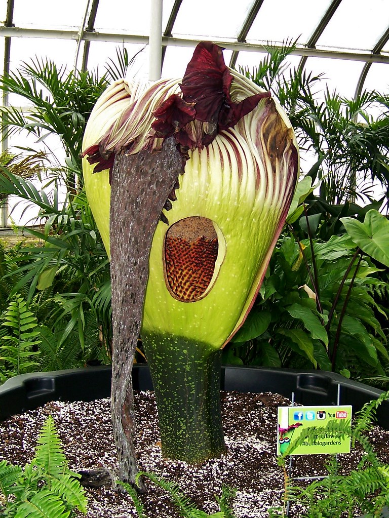 The corpse flower, near the end of its life cycle, alas Flickr