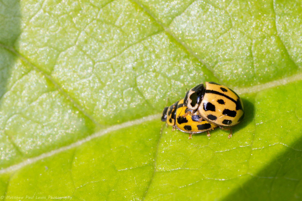 Ladybird lovin' Black on yellow fourteen spot ladybirds en… Flickr