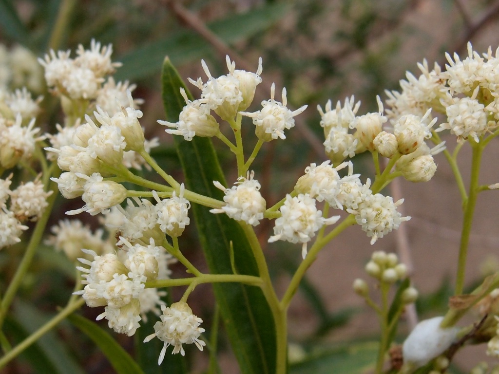 Baccharis salicifolia, seep willow 9 Asteraceae; Bond Cany… Flickr